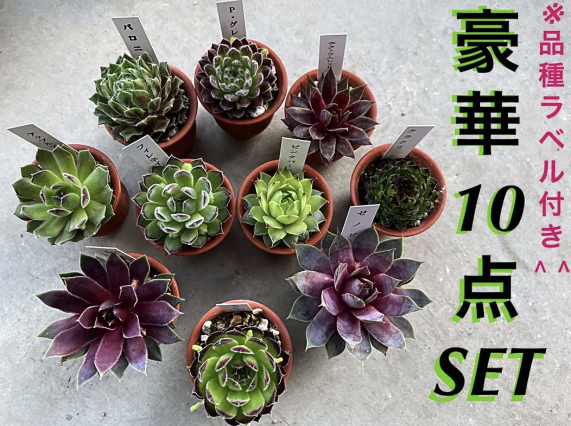 金の成る木 つよい 多肉植物 植物 抜き苗 ☆ピンク☆ 金の成る木 つよい 多肉植物 植物 抜き苗 ☆ピンク☆