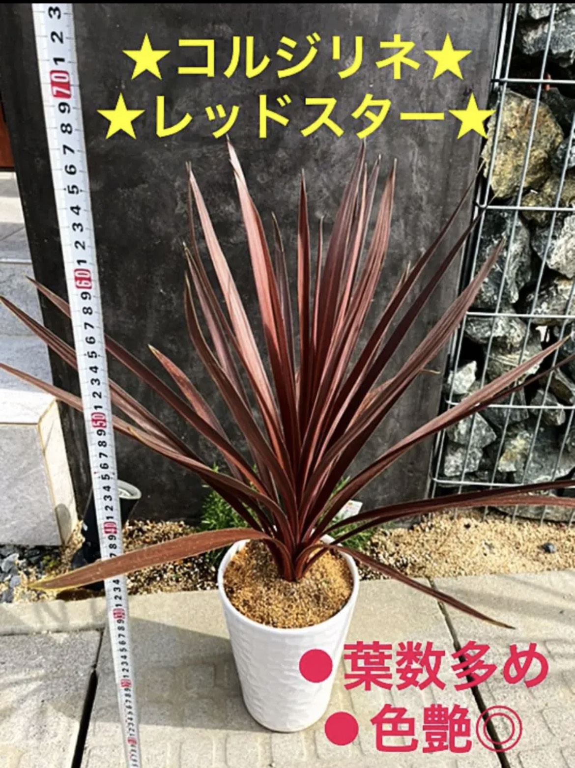 このサイズの入荷今回でラスト❗️コルジリネ レッドスター