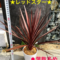 このサイズの入荷今回でラスト❗️コルジリネ レッドスター