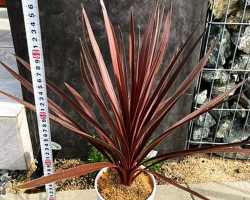 rara様コルジリネレッドスター大型140サイズ梱包不可→180サイズ変更