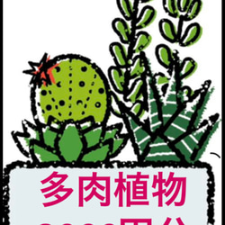 ✳️多肉植物2000円分✳️ 2枚目の画像