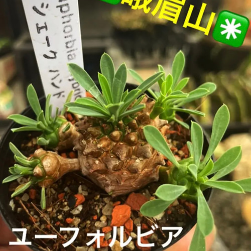 群生株@2380】七福神 【多肉植物】何がなんでも増やしたい😆七福神💚✨