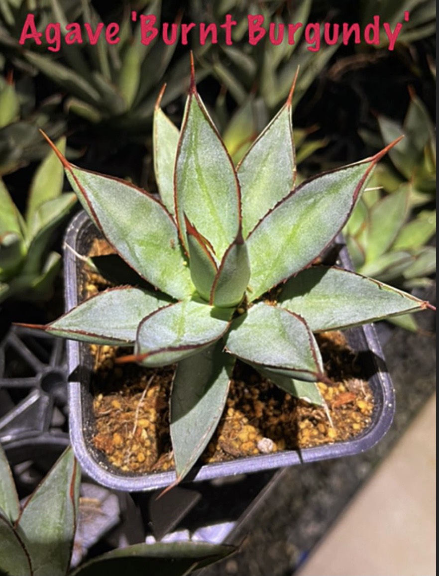 アガベ　バーントバーガンディ　Agave 'Burnt Burgundy' Amazon｜アガベ・バーントバーガンディ◎Agave Burnt Burgundy