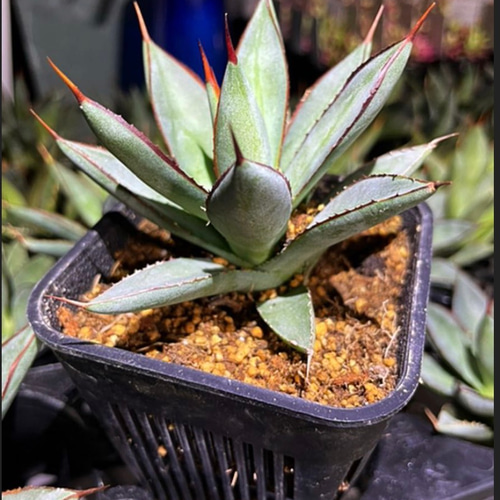 アガベ　バーントバーガンディ　Agave 'Burnt Burgundy' Amazon｜アガベ・バーントバーガンディ◎Agave Burnt Burgundy