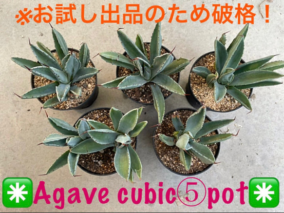 シルバー 分頭跡あり 花芽 極太 ユッカ 1m 56cm ロストラータ 発