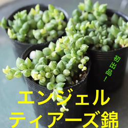 多肉植物^o^  エンジェルティアーズ錦 Amazon.co.jp: 多肉植物 エンジェルティアーズ錦 3カット
