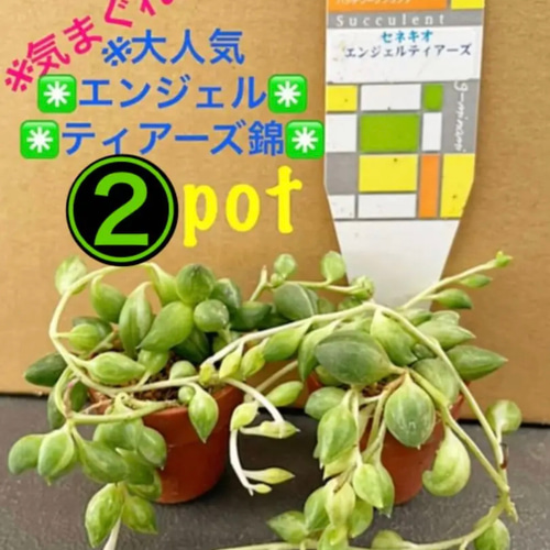 気まぐれ出品‼️✳️大人気 エンジェルティアーズ錦✳️ ※②pot