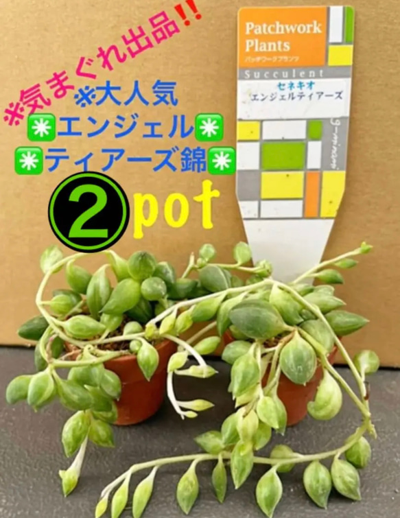 気まぐれ出品‼️✳️大人気 エンジェルティアーズ錦✳️ ※②pot SET