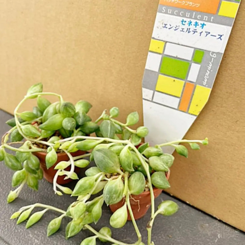 気まぐれ出品‼️✳️大人気 エンジェルティアーズ錦✳️ ※②pot SET