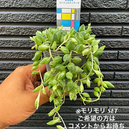 気まぐれ出品‼️✳️大人気 エンジェルティアーズ錦✳️ ※②pot SET