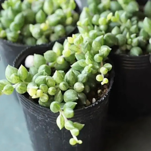 気まぐれ出品‼️✳️大人気 エンジェルティアーズ錦✳️ ※②pot SET