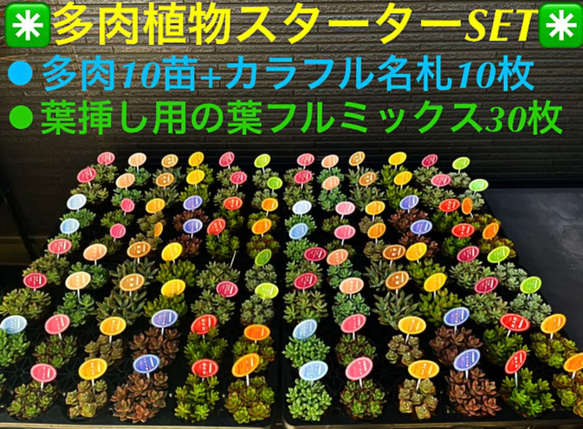 ✳️多肉植物スターター SET❗️多肉10種+名札10枚+葉挿し用の葉 ✳️多肉植物スターター SET❗️多肉10種+名札10枚+葉挿し用の葉