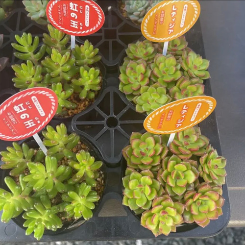 ✳️多肉植物スターター SET❗️多肉10種+名札10枚+葉挿し用の葉 ✳️多肉植物スターター SET❗️多肉10種+名札10枚+葉挿し用の葉