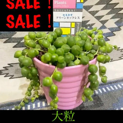 限定④SET‼️品種ラベル付き❗️センペルビウム10株SET