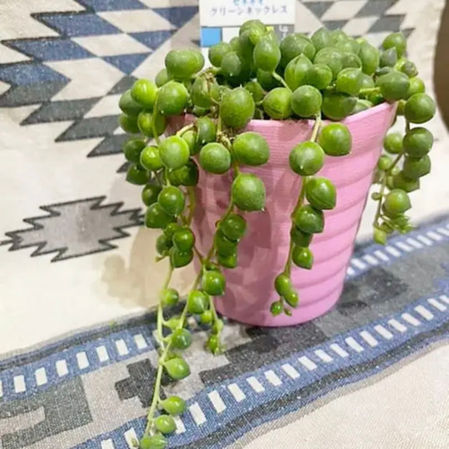 ✳️SALE❗️SALE❗️SALE❗️多肉植物 グリーンネックレス  