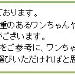 和菊金華　オリジナル小型犬用首輪1.5cm幅 9枚目の画像