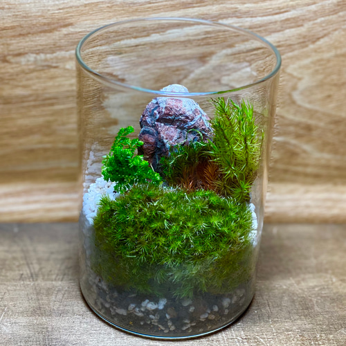 苔テラリウム　コレクション④ 苔テラリウム 4種類の寄植え その他インテリア雑貨 smile 通販