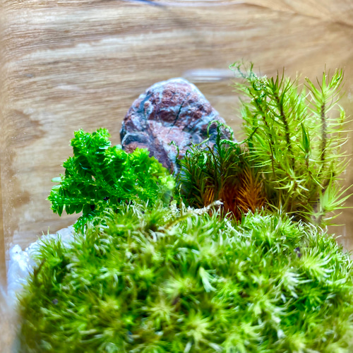 苔テラリウム 4種類の寄植え その他インテリア雑貨 smile 通販