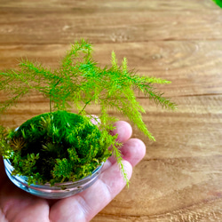 苔リウム　寄植え　手のひらサイズ 1枚目の画像