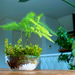 苔リウム　寄植え　手のひらサイズ 3枚目の画像