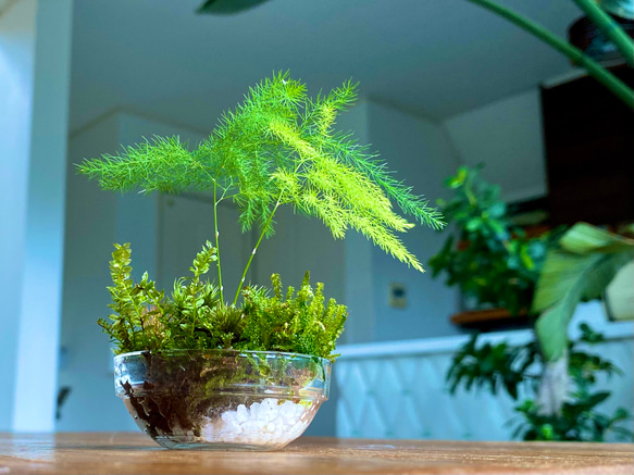 苔リウム　寄植え　手のひらサイズ 3枚目の画像