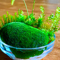 苔リウム　寄植え　手のひらサイズ 5枚目の画像