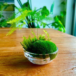 苔リウム　寄植え　手のひらサイズ 6枚目の画像