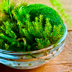 苔リウム　寄植え　手のひらサイズ 7枚目の画像