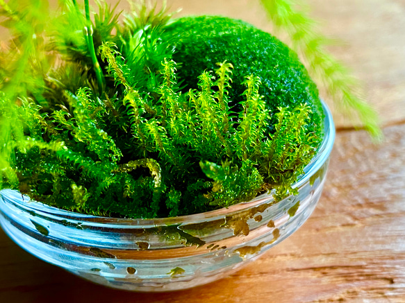 苔リウム　寄植え　手のひらサイズ 7枚目の画像