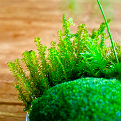 苔リウム　寄植え　手のひらサイズ 8枚目の画像