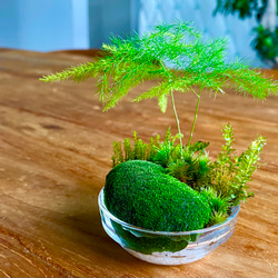 苔リウム　寄植え　手のひらサイズ 10枚目の画像