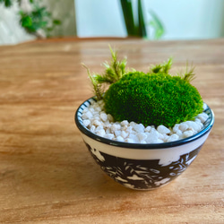 苔盆栽　寄植え 7枚目の画像