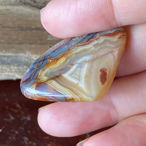 貝殻のような石 貝殻のような石