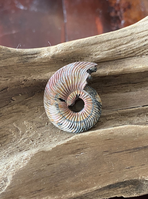 アンモナイト アンモナイト・パイライト 02 Ammonite Pyrite from Russia