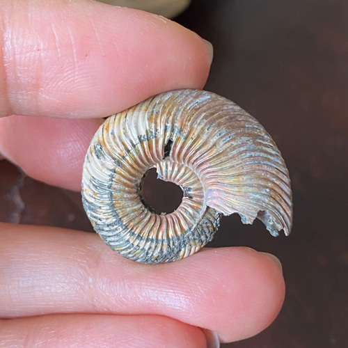 アンモナイト・パイライト 02 Ammonite Pyrite from Russia