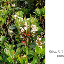 ：奄美大島紬のストール：水色 8枚目の画像