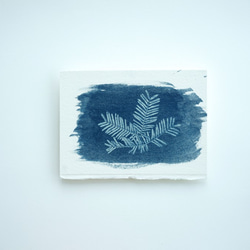 押し花の青写真◯サイアノタイプ◯ボタニカルアート◯花◯写真◯草NO.17 2枚目の画像