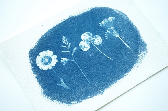 押し花の青写真◯サイアノタイプ◯ボタニカルアート◯花◯写真◯草NO.7 2枚目の画像