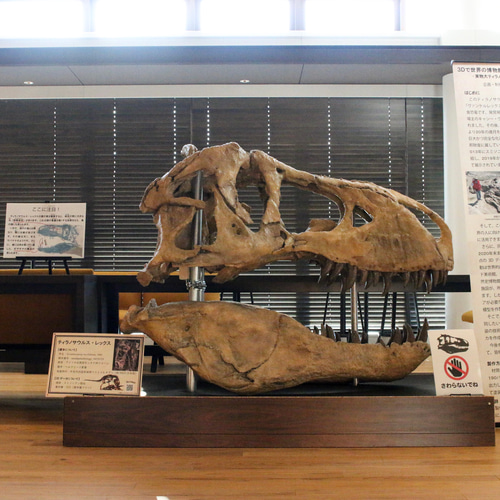 3Dプリンターで作製した原寸大のティラノサウルス頭骨【アンフィ合同