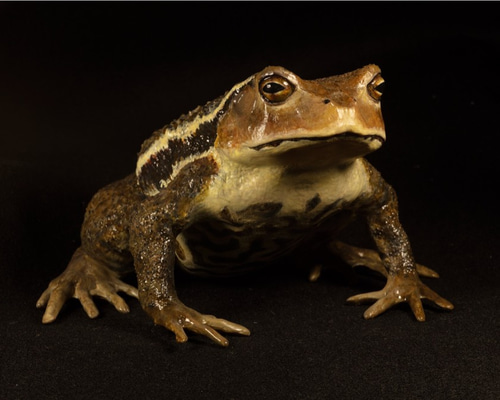 ヒキガエルの生物学 ヒキガエルの生物学 | 浦野 明央, 石原 勝敏 |本 | 通販 | Amazon