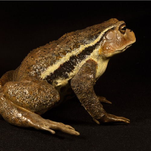 アズマヒキガエル♀模型【両生類カエルシリーズ】 立体