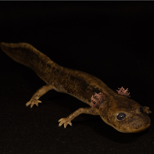 【1点物】極美品☆極希少 透明骨格標本 ハコネサンショウウオ 幼体 約50mm Kanon Tanaka_田中花音 on X: 