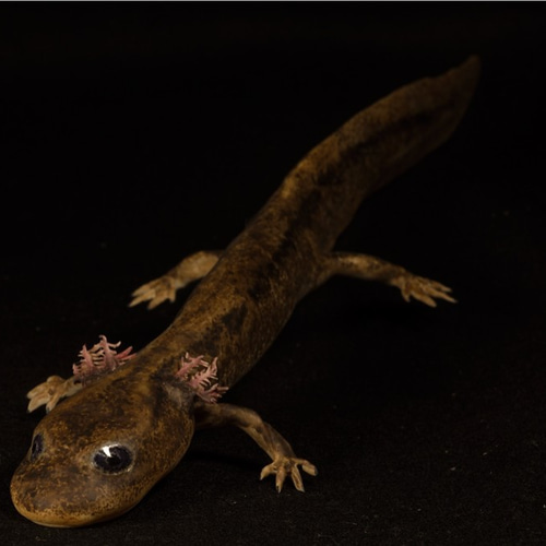 極希少【1点物】 透明骨格標本 ハコネサンショウウオ 成体 約15cm 尻尾