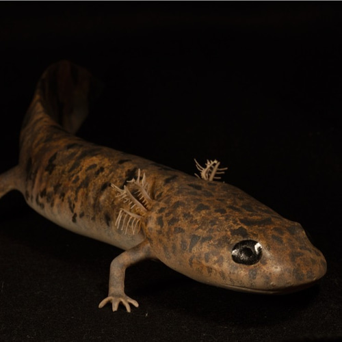 ヒダサンショウウオ 生体 1ペア 2匹セット