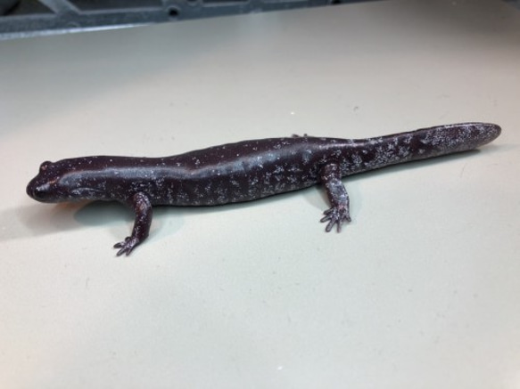 チクシブチサンショウウオ模型【両生類サンショウウオシリーズ