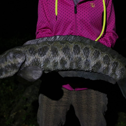 送料無料】カムルチー （雷魚/Snakehead）の巨大模型 立体・オブジェ