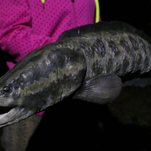 送料無料】カムルチー （雷魚/Snakehead）の巨大模型 立体・オブジェ