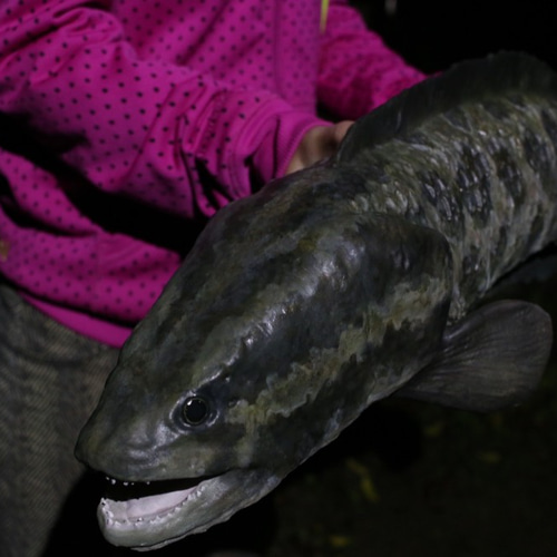 送料無料】カムルチー （雷魚/Snakehead）の巨大模型 立体・オブジェ