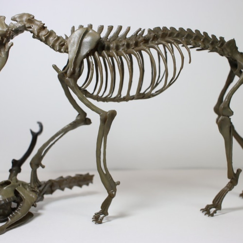 約21㎝】ニホンジカを捕らえた ニホンオオカミ 縮小全身骨格模型