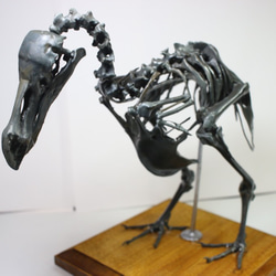 【受注生産】【高さ約21cm】 ドードーの縮小全身骨格模型【Dodo Squelette】 3枚目の画像